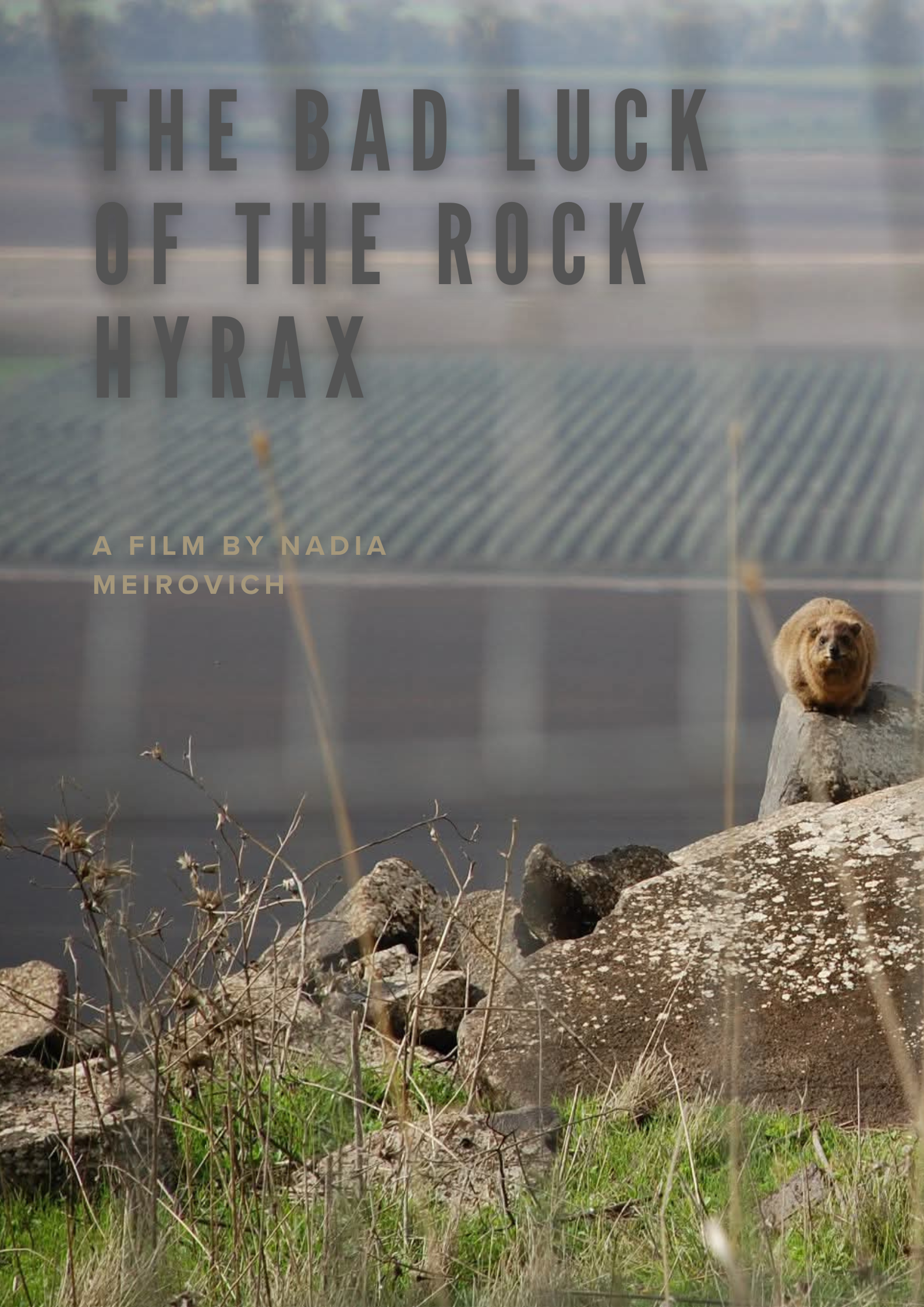 The Bad Luck of the Rock Hyrax poster